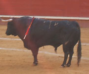 Bull-fighting (Corrida de Toros) Museum (Museo Taurino) in Valencia, Spain