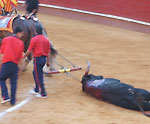 Bull Fighting (Corrida de Toros) in Valencia, Spain