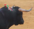 Bull Fighting (Corrida de Toros) in Valencia, Spain